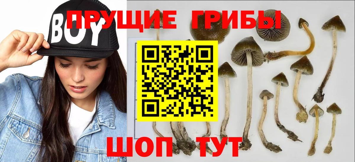 Петровск  Псилоцибиновые грибы MAGIC MUSHROOMS  продажа наркотиков  Вход с VPN 